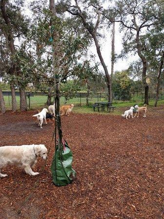 Safety Harbor Dog Park