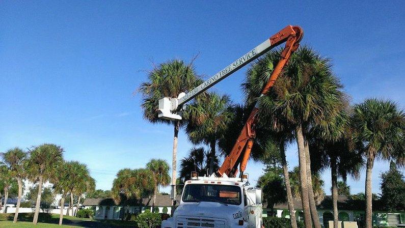 Big Pines Tree Services