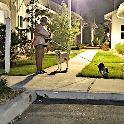 I'll Walk Your Dogs