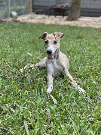 Welcome to Wise Heart Whippets