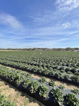 Southern Hill Farms