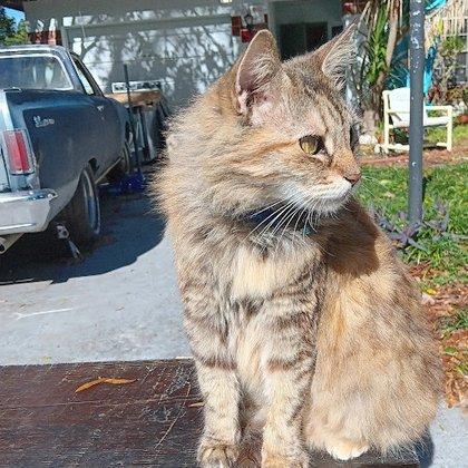 Kitty Camp Cat Resort