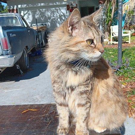 Kitty Camp Cat Resort