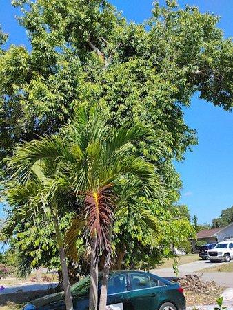 North Port Tree Service