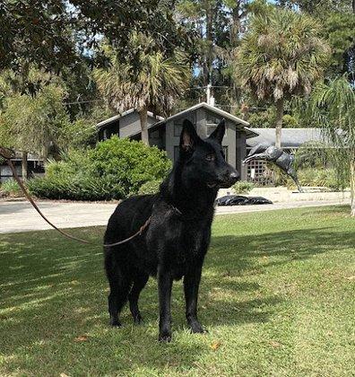 Appleridge German Shepherds