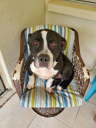 Humane Society of Pasco County Inc.