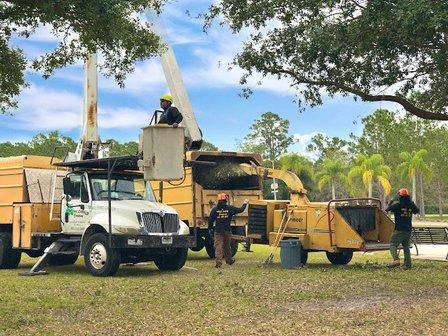 The Tree Lady Company