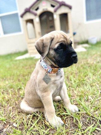 Boggy Creek Bullmastiffs