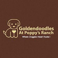 GOLDENDOODLES AT POPPY'S RANCH