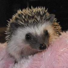 Hurricane Hedgehogs (By Appointment Only)