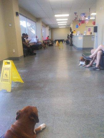 Mayfair Pet Hospital