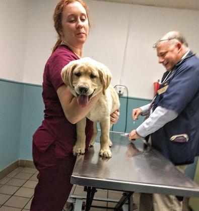 Osceola Animal Clinic
