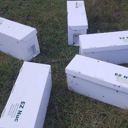 Bee Serious Bee Removal