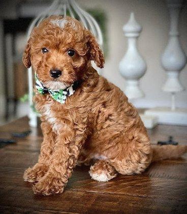 GOLDENDOODLES AT POPPY'S RANCH