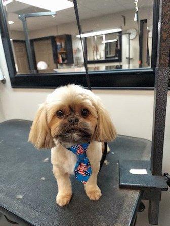 Doggie Divas Grooming Salon