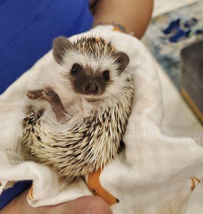 Hurricane Hedgehogs (By Appointment Only)
