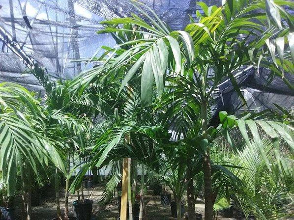 Florida Tropicals