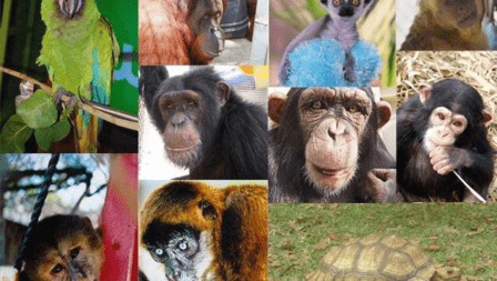 Suncoast Primate Sanctuary Foundation, Inc.