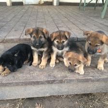 Sandy Paws Grooming & Dogwash