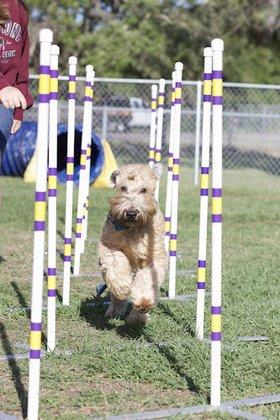 OceanWolf Agility