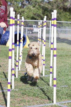 OceanWolf Agility