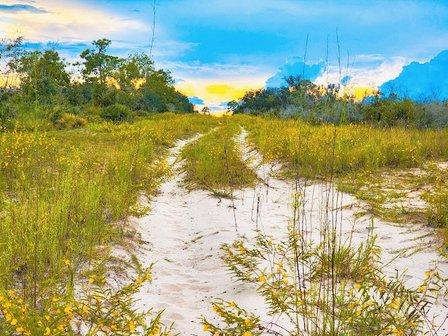 Lake Wales Ridge Wildlife and Environmental Area - Carter Creek Megaparcel
