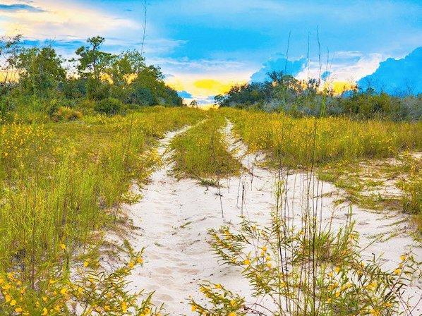 Lake Wales Ridge Wildlife and Environmental Area - Carter Creek Megaparcel