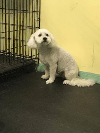 Sandy Paws Grooming & Dogwash
