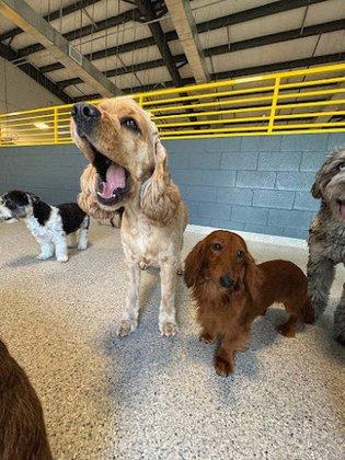Bay Paws Pet Resort - Trinity