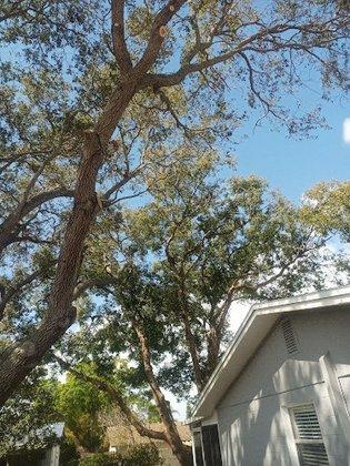 Niks Landscaping & Maint Inc