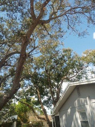 Niks Landscaping & Maint Inc