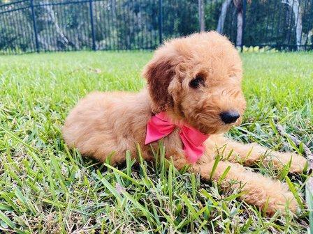 Universe Goldendoodles