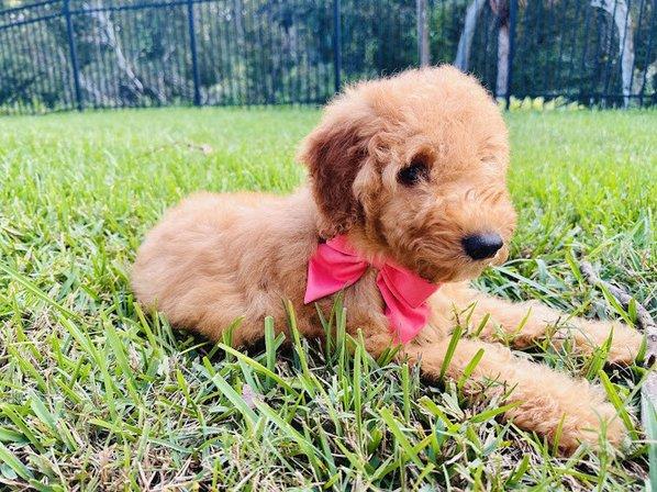 Universe Goldendoodles
