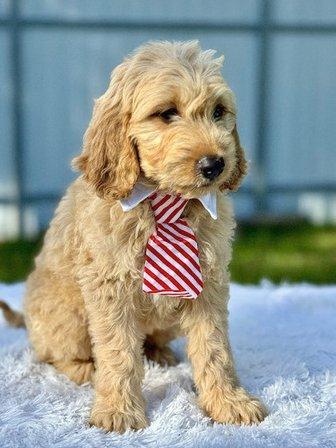 Shalom Goldendoodles By Mary