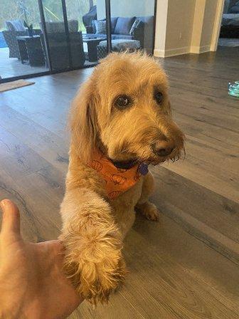 VIP Mobile Grooming Lakewood Ranch