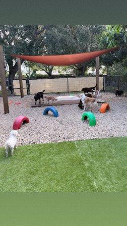 Doggy Resort SRQ
