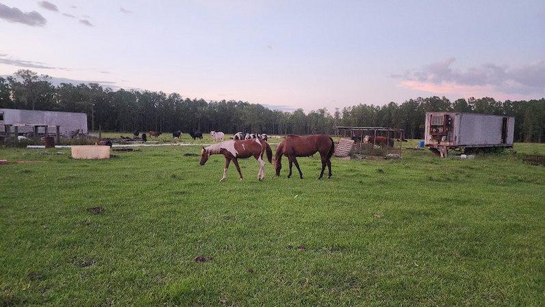 Wyrosdick Ranch- Beef Cattle Ranch