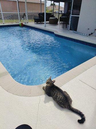 Blue Science Pools