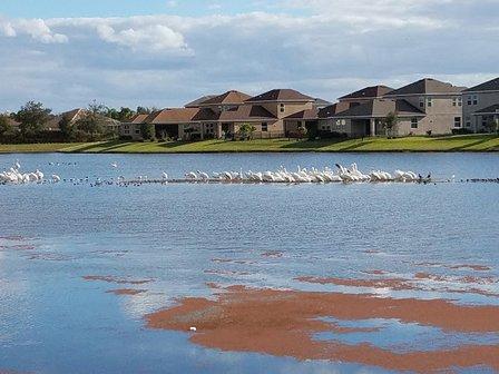 Palmer Lake by Ryland Homes