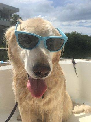 Jim La Clair's Dog Friendly