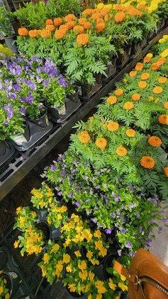 Walmart Garden Center