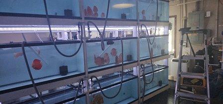 Aquagems Discus