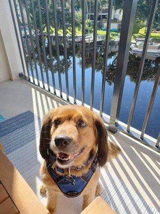 Poochie Pals Dog Walking & Pet Sitter