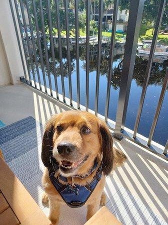 Poochie Pals Dog Walking & Pet Sitter