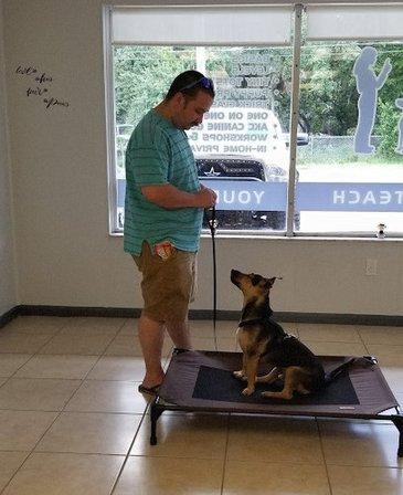 Joyce Moore Dog Training