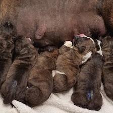 Highland Pet Hospital