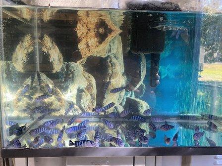 Tropical fish paradise