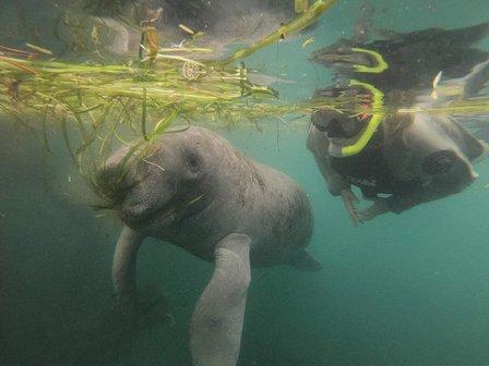 Port Marina and Manatee Tours