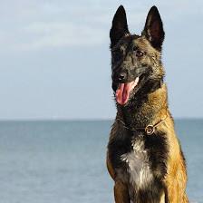 The Loyal Canine Dog Training