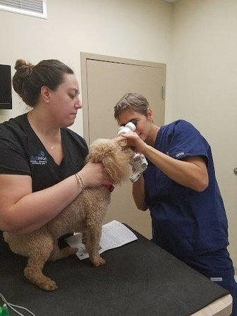 BluePearl Pet Hospital